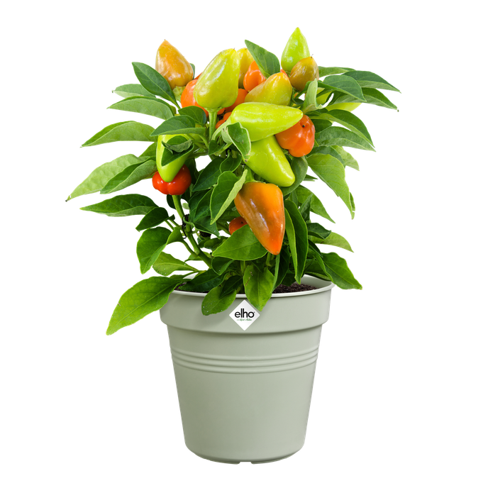 green basics pot de culture 21cm vert pierre